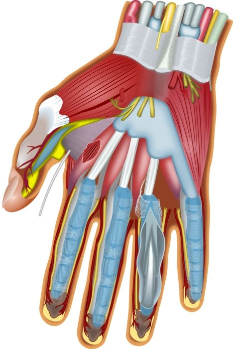 Ä°llustration of hand muscles