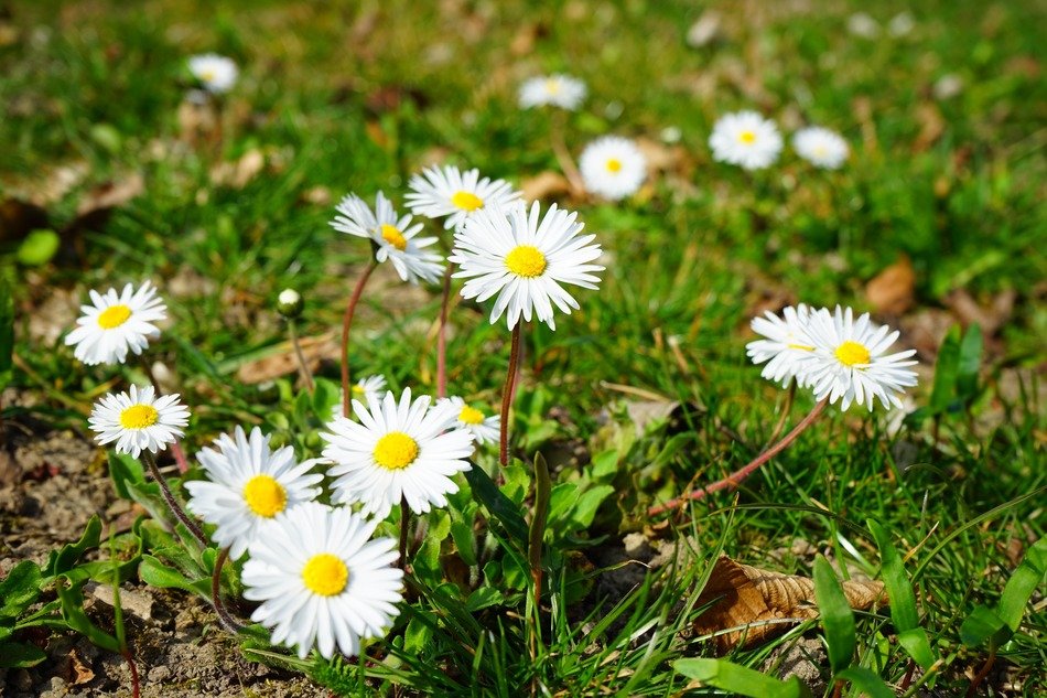 Flowering of the small chamomile