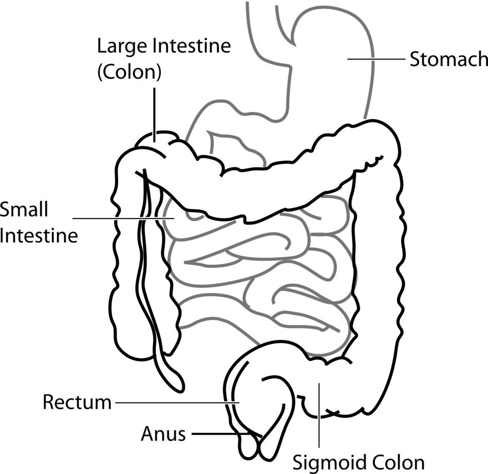 Ä°llustration of digestive system