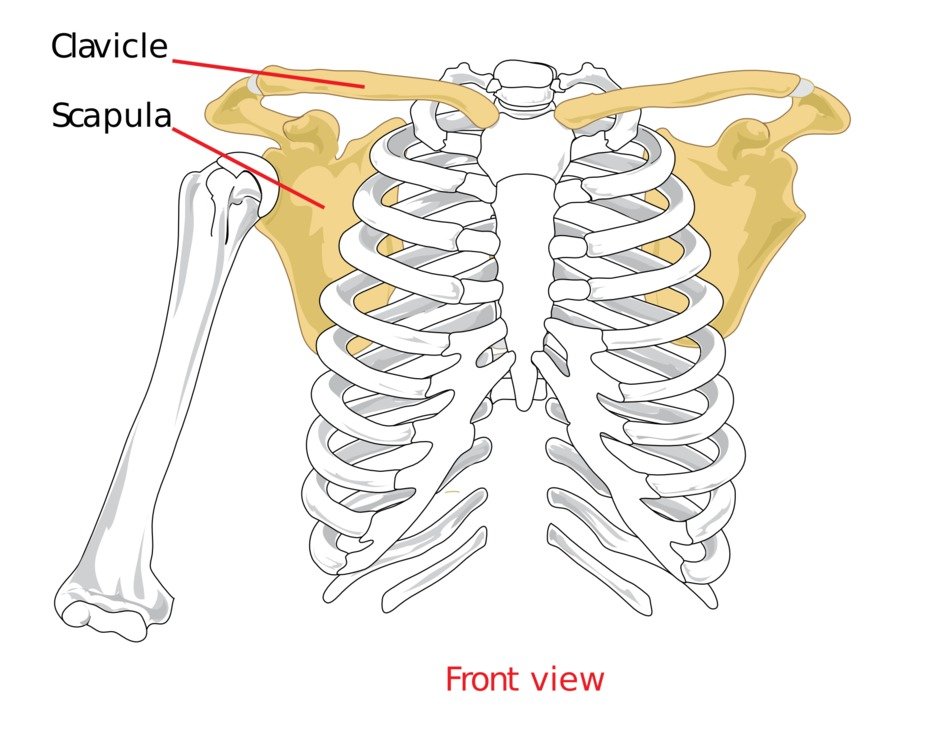 clavicular scapula on colorful illustration
