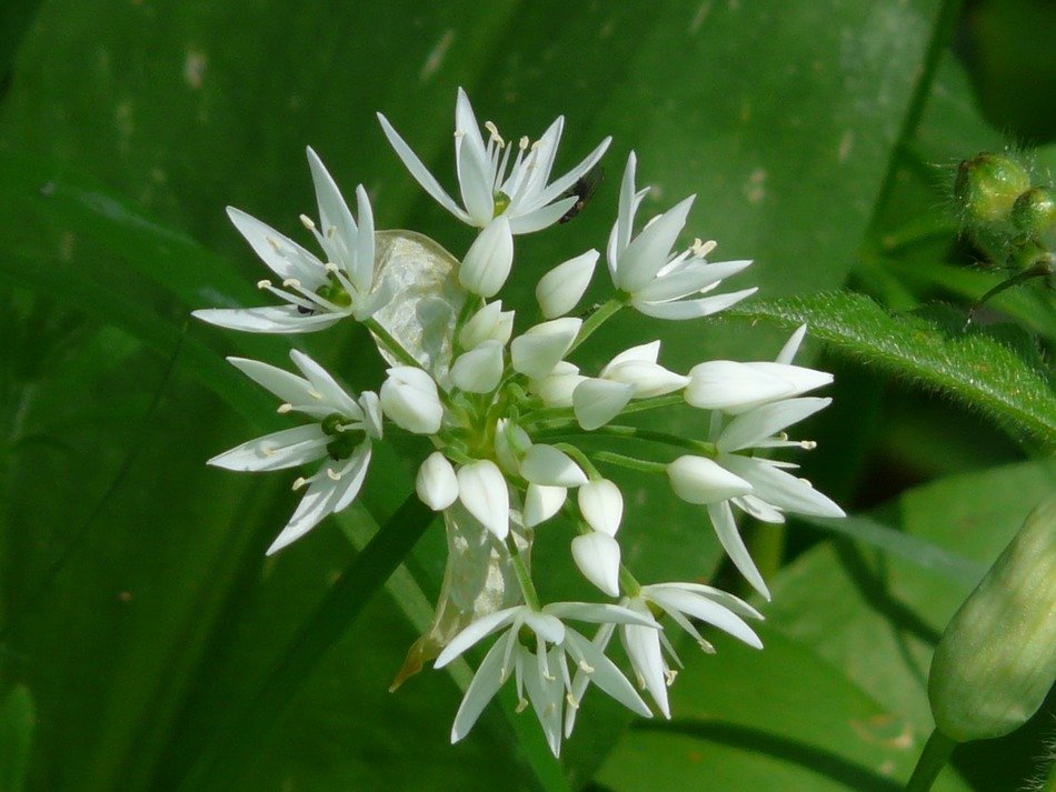 White flower of wild garlic