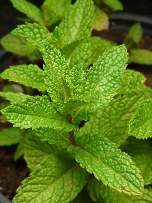 green plant in the flowerbed