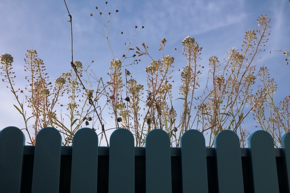View from the fence on the inflorescence of plants