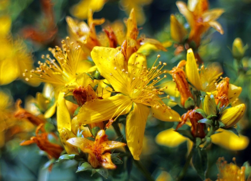 medicinal plant St. John's wort