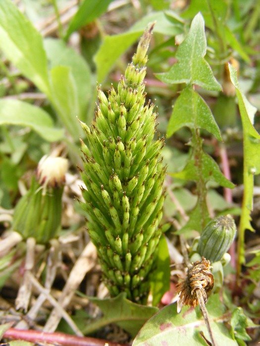 Horsetail is a medicinal plant