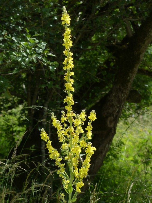 r large flowered mullein