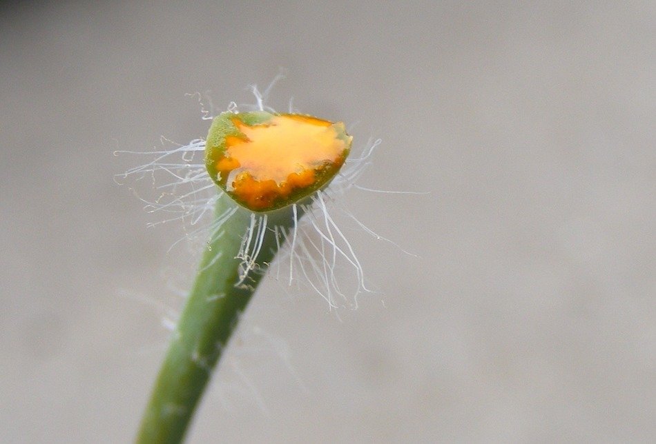 Photo of celandine without leaves