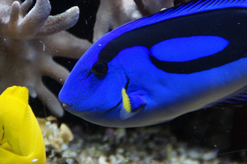 bright colors of surgeonfish