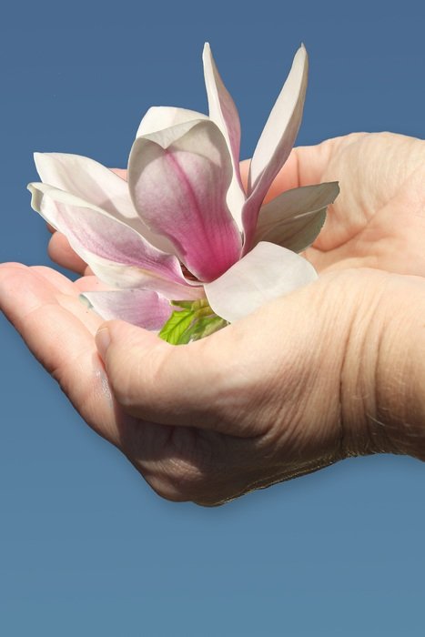 Magnolia flower on a hand