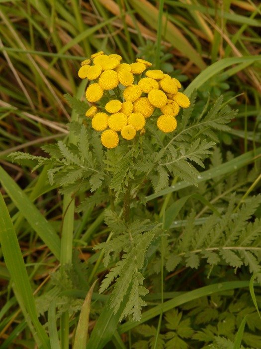 flower tansy in the grass
