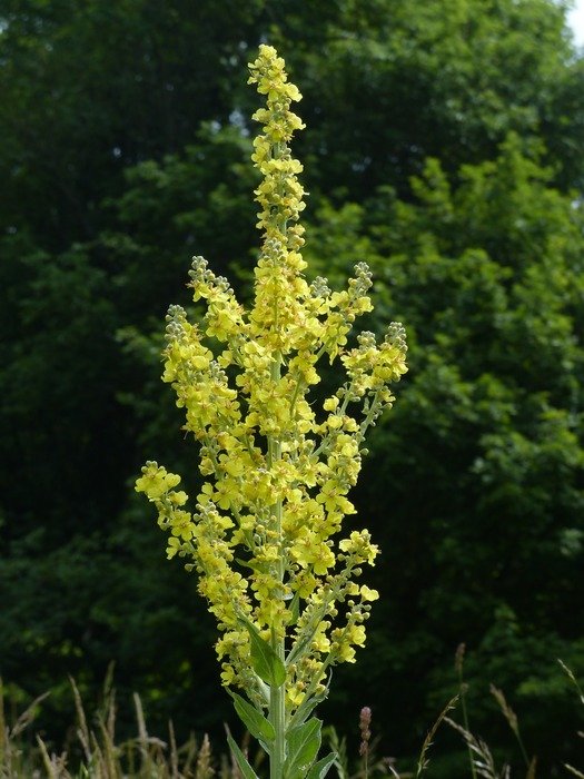 large flowered mullein