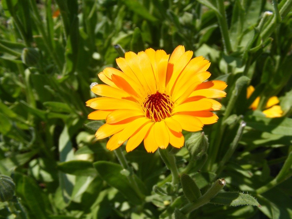 flower yellow marigold in the grass