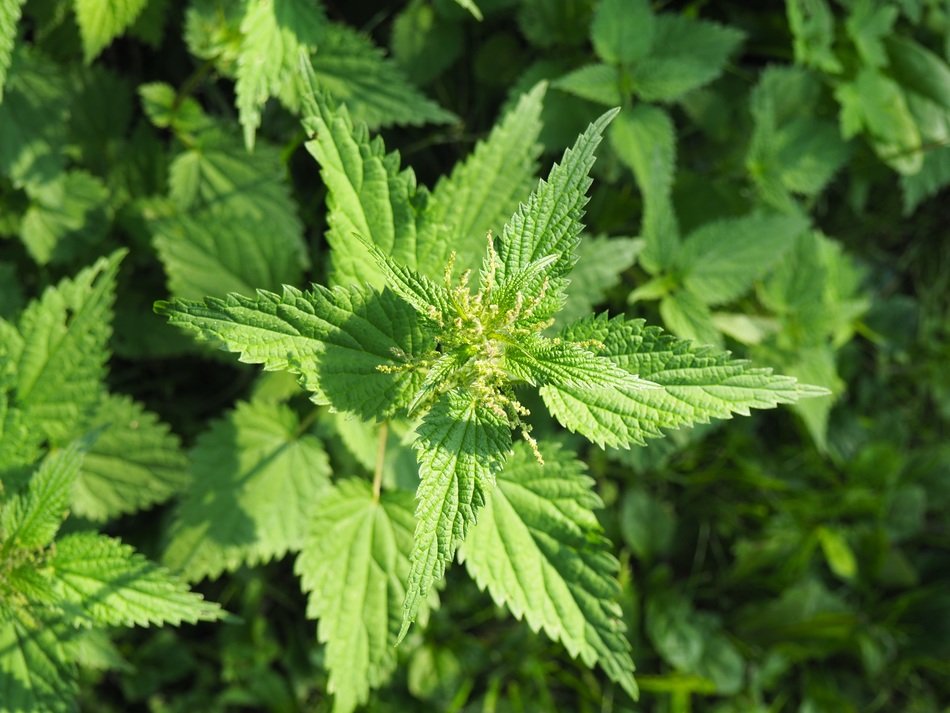 nettle as a medicinal herb