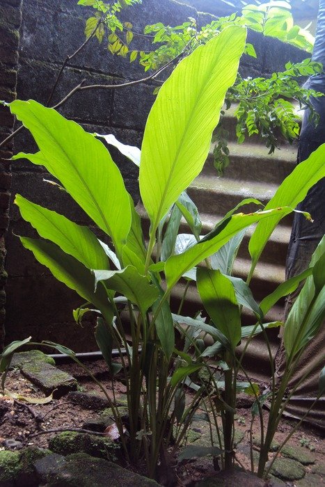 Picture of ginger plants