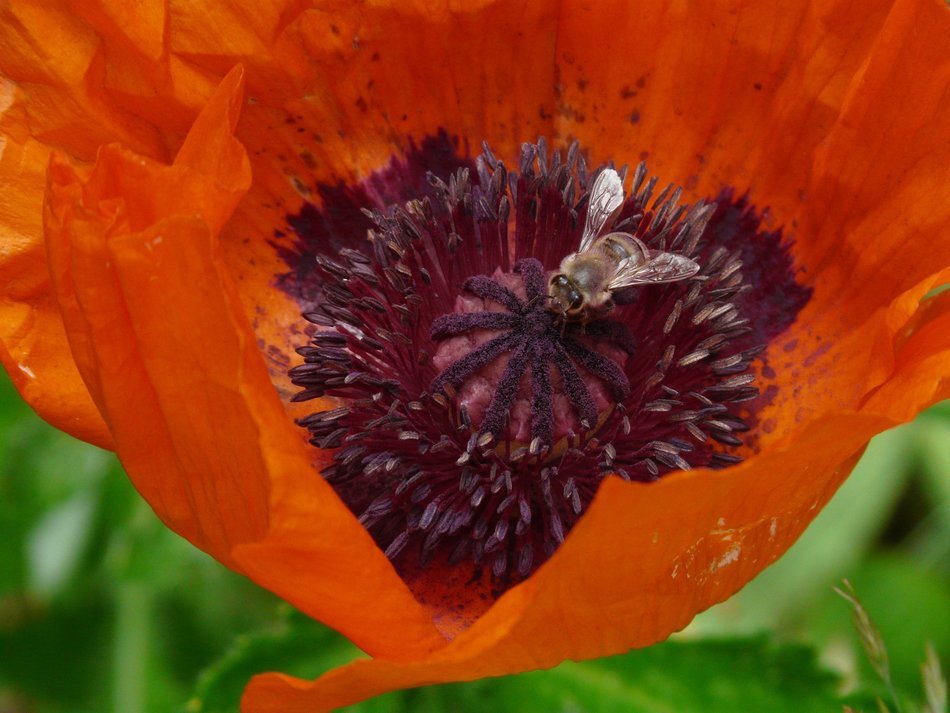 bee in the middle of the poppy