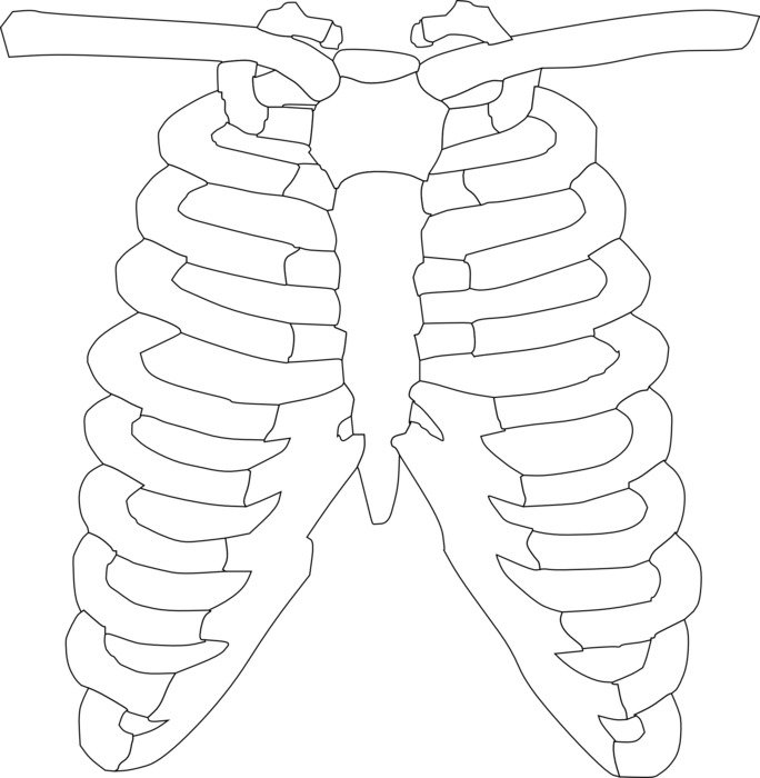 clipart,the white ribs of a man