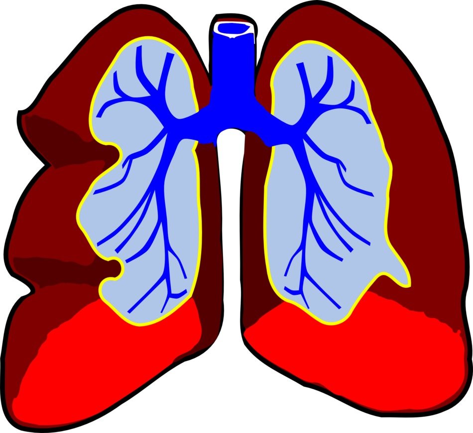 Anatomical İllustration of lungs