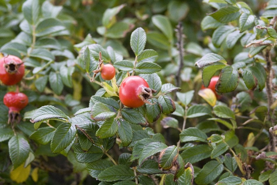 medicinal plant Rose hip