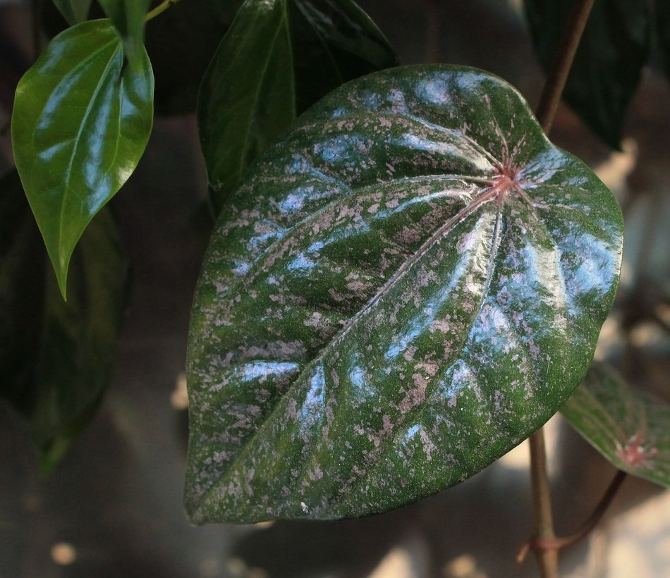 red betel leaf