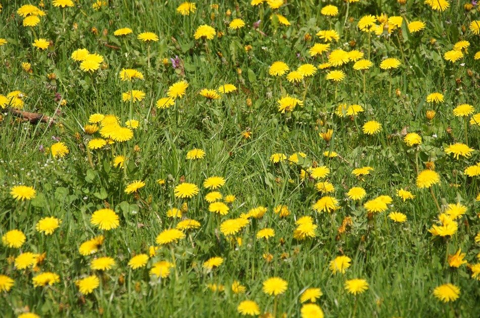 dandelion as a medicinal herb