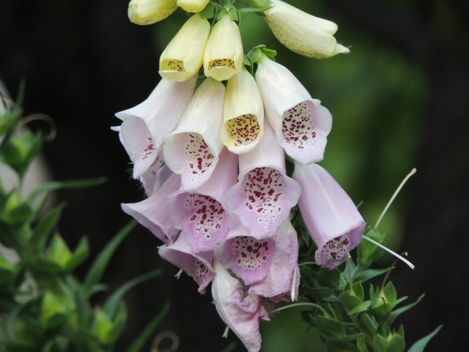 Flowering thimble in the form of tubes