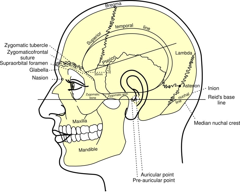 Diagram of the human head