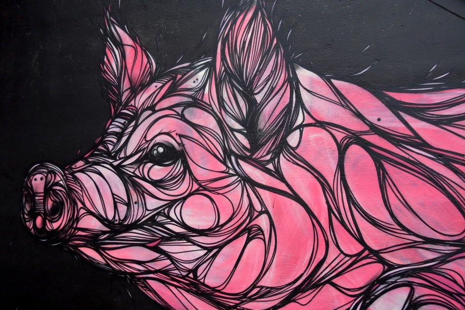 pig head drawing