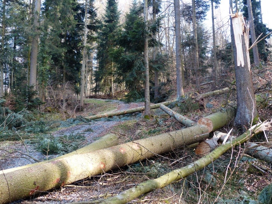 forest work