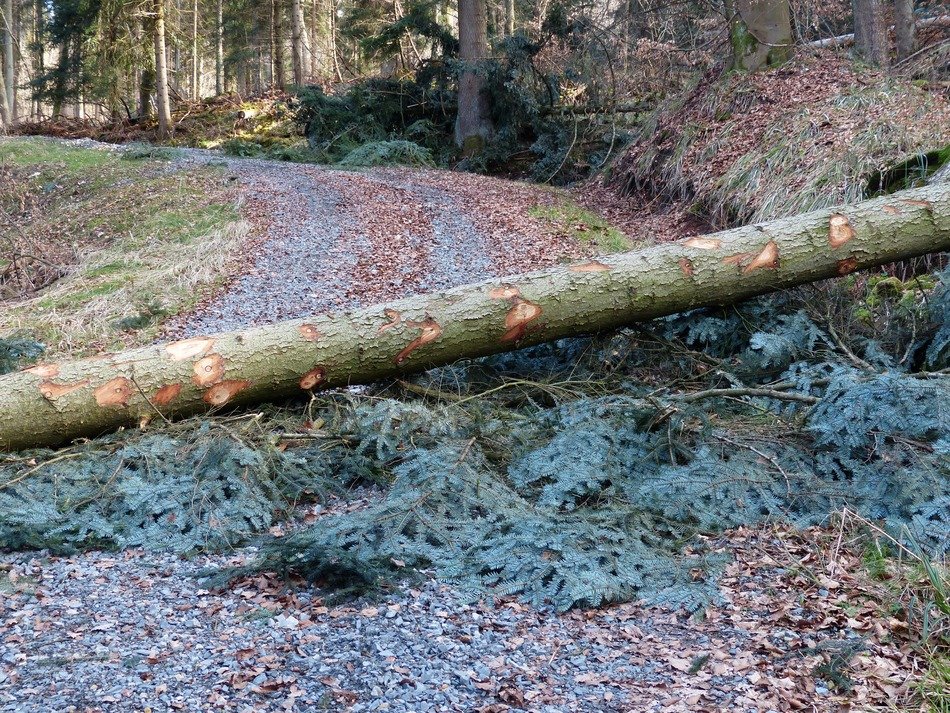 forest road blocked by fallen tree