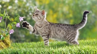 Cat with purple flowers