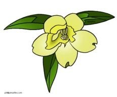 South Carolina State Flower