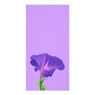 Morning Glory Vector Clipart Flowers Photo Cards