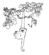 Rainforest Animals Coloring Pages N5