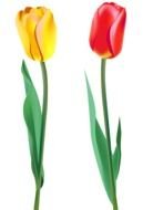 two tulips as a picture for clipart