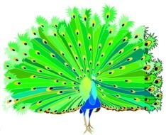 Peacock Clip Art N49