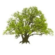 White Oak Tree drawing