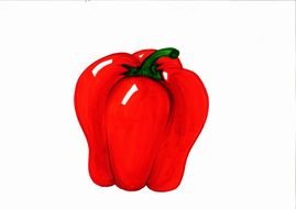 Red Pepper paprika drawing