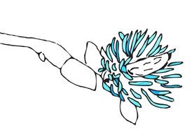 Drawings Of Magnolias