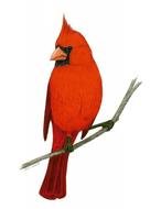 Cardinal Bird Clip Art N56