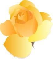 Yellow Rose as a graphic illustration