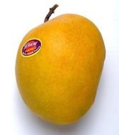 Mango Fruit N10