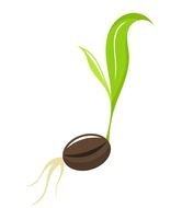 Plant Seeds drawing