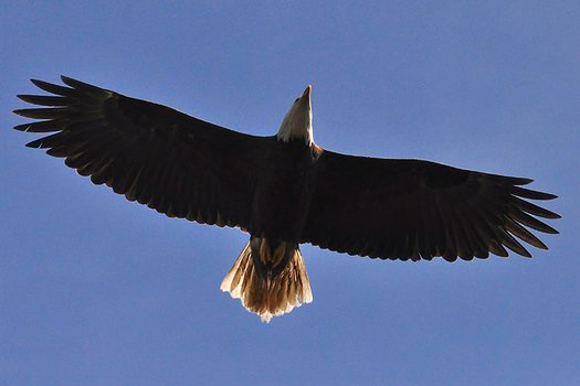 Beautiful and colorful eagle in the flight