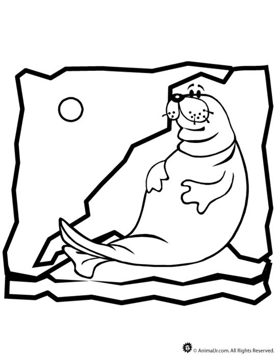Seal Coloring Pages N3