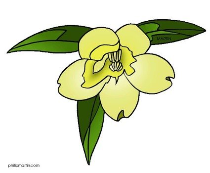 South Carolina State Flower