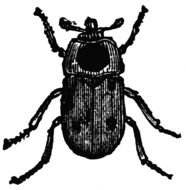 Beetle as picture for clipart