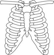 Rib Cage Clip Art N7