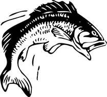 Fish Clip Art N240