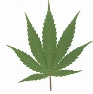 Pot Weed Marijuana Leaf N2