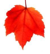 red leaf big drawing